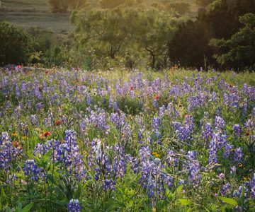 Field of Texas wildflowers